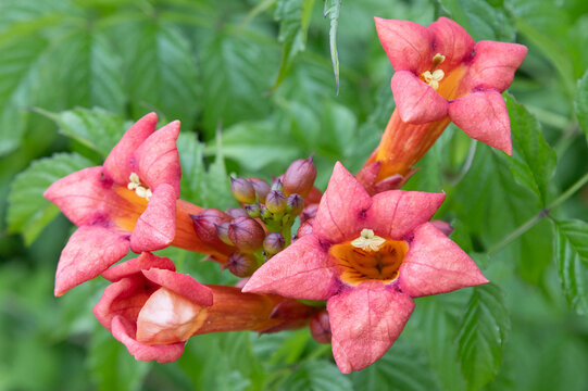 Campsis radicans 'Flamenco'	