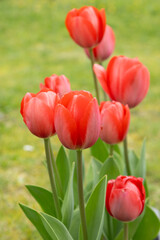 Fototapeta premium Tulipes rouges au printemps