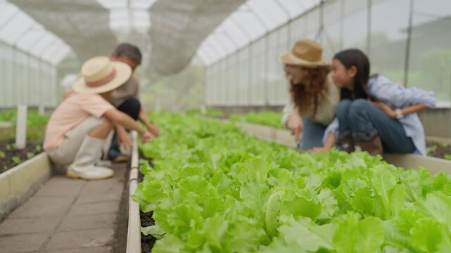 Green lettuce grows in a greenhouse. Three people sit beside raised beds, tending crops. Two adults help a child inspect the plants