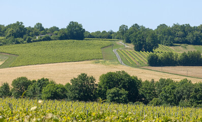 Obraz premium Vignoble charentais