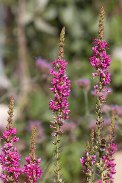 Fleurs de Lythrum virgatum