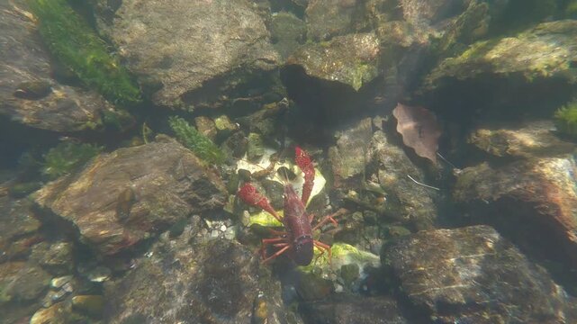 Crayfish Resting on the Riverbed