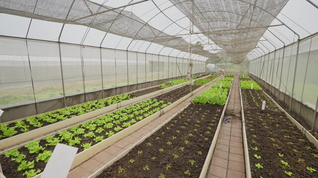 Rows of young lettuce grow under a greenhouse canopy. Soil is dark and rich, with neat, growing plants. The structure is long, with white walls
