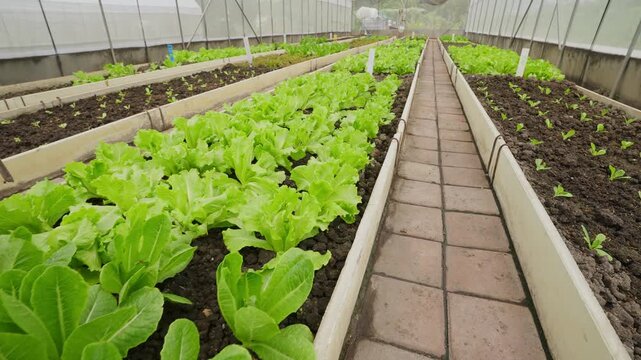 Rows of young lettuce thrive in greenhouse beds. Dark soil and white borders define each planting section. Brick path separates rows