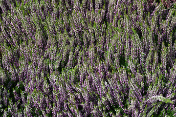 Closeup of colourful bunches of heather for sale on a florist stall at street flower market © Chris Lawrence