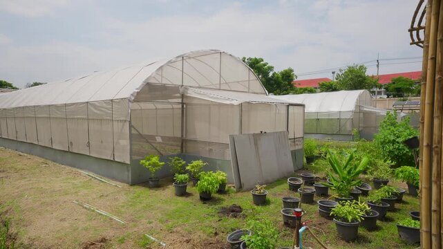 Long white greenhouse curves gently over rows of pots. Plants grow in black pots outside, awaiting care. Sunlight filters through the clear roof