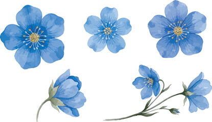 Fototapeta premium Blue watercolor forget me not flower vector set with blooming floral heads, delicate buds, and botanical stems isolated on white background.eps