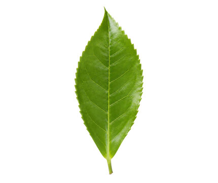 Single vibrant green tea leaf, fresh and glossy, displays its intricate vein structure on a clean white background