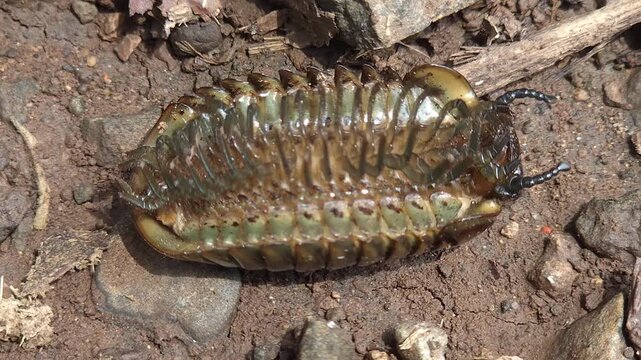 Upside Down Flat-Backed Millipede Crawling: A brown Polydesmidan arthropod lies inverted on forest dirt, frantically moving its fragile multi-legs and twitching its antennae to right itself.