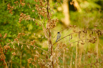 Great tit perched on a dry seed-bearing stem among withered plants, shown in side view © in_colors
