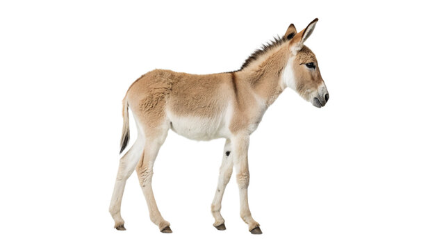 Single grey domestic donkey animal standing isolated on transparent background