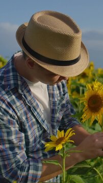 Young farmer in straw hat gently inspecting vibrant blooming sunflowers in a sunny rural field, appreciating nature and seasonal agricultural growth