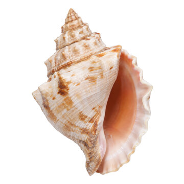 Beautiful large spiral seashell with intricate patterns and a smooth pink interior, captured with bright studio lighting on a clean white background