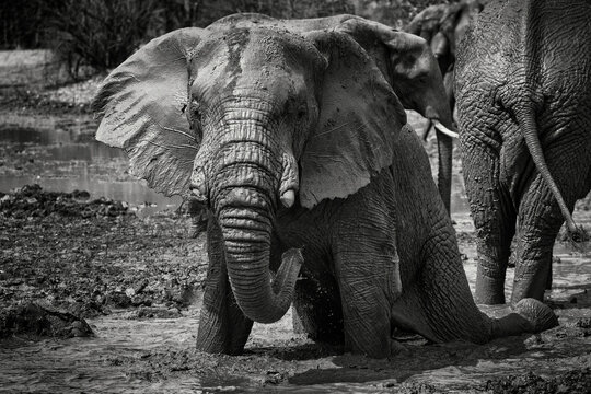 African Elephant calf taking a Mud Bath in a park