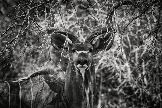 Kudu with large spiraled horns in south luangwa national park, Zambia
