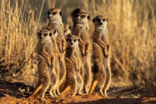 Meerkats standing alert at den entrance at Sunrise in South Africa