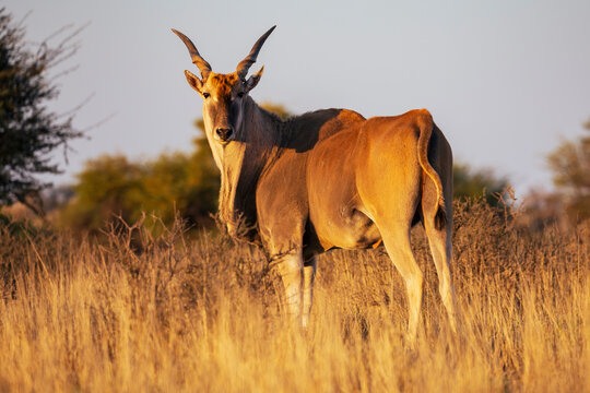 Eland standing in south African Kalahari Desert grassland