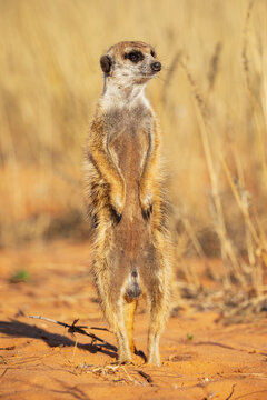 Meerkat standing alert in Kalahari Desert, South Africa