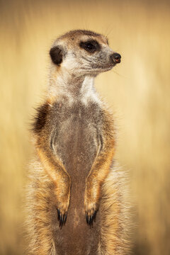 Meerkat portrait in natural habitat at kalahari research center