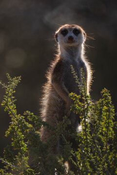 Meerkat sentry standing alert in Kalahari Desert bushes