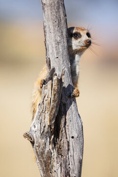 Meerkat Sentry beside dry tree in Kalahari Desert wildlife scene