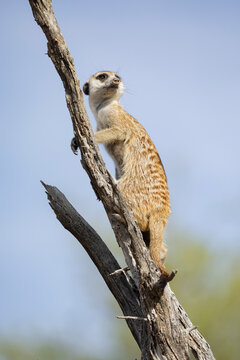 Meerkat standing alert on a dead tree branch
