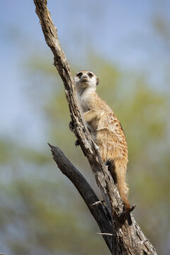 Meerkat climbing dead tree acting as sentry