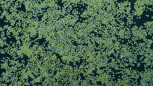 Chlorella algae cells under microscope dark-field 100x magnification
