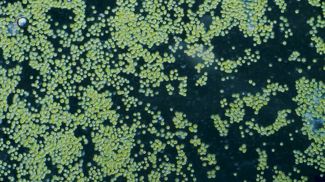 Chlorella algae cells under microscope dark-field 100x magnification