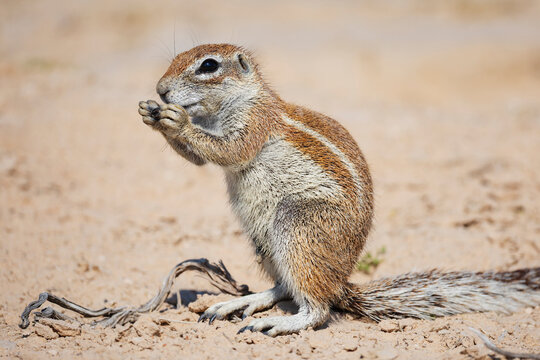 African Ground Squirrel on dry soil in Kalahari Desert South Africa