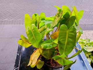 Vibrant Philodendron plant with large green heart-shaped leaves on a dark table © Kresna