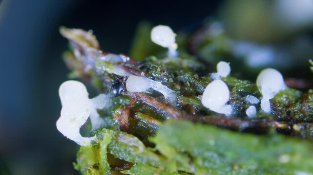 Unknown Acarina species of soil mite and slime mold sporangia under microscope