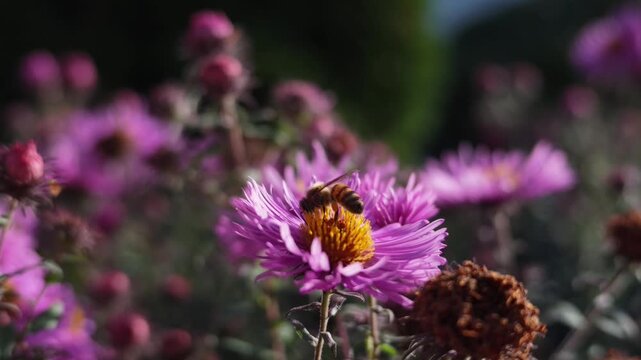 5 Videos zeigen Wildbienen beim Nektarsammeln auf pink bl&uuml;henden Astern. Makroaufnahmen in Echtzeit mit Sound. 