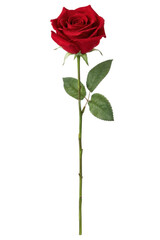 Fototapeta premium Beautiful single red rose with vibrant petals and green leaves stands elegantly on a clean white background, symbolizing love and passion