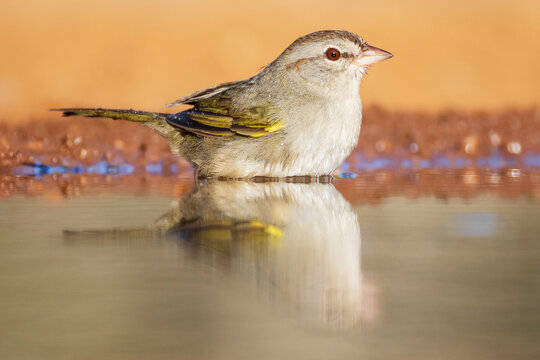 Olive Sparrow bathing in water at santa clara ranch