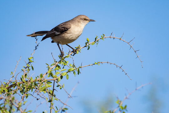 Northern Mockingbird perched on a branch in texas outdoor setting