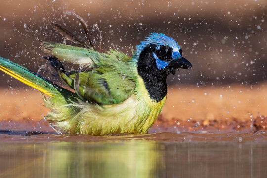 Green jay bathing at santa clara ranch