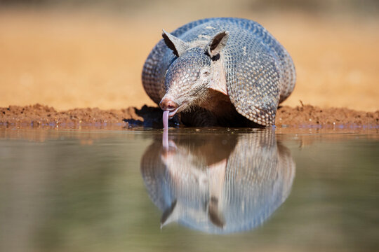 Armadillo drinking water at santa clara ranch