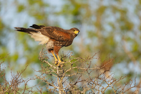 Harris hawk perched on a tree branch in santa clara ranch, texas