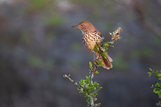 Long billed thrasher perching on branch at Sunrise in South Texas