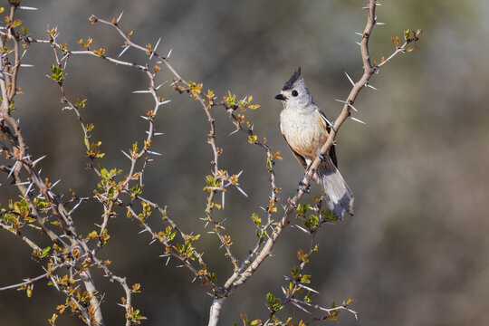 Black-Crested Titmouse perched on thorny branch