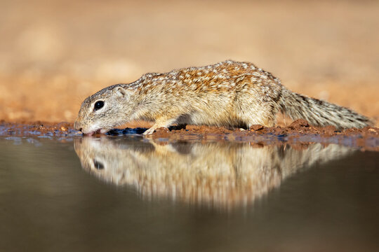 Mexican ground squirrel drinking water at waterhole in santa clara