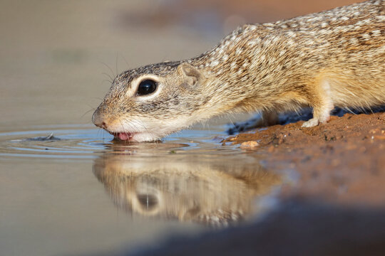 Mexican ground squirrel drinking at waterhole in texas