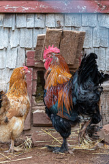 Colorful rooster standing near a wooden barn with a black hen © 茉里 酒匂