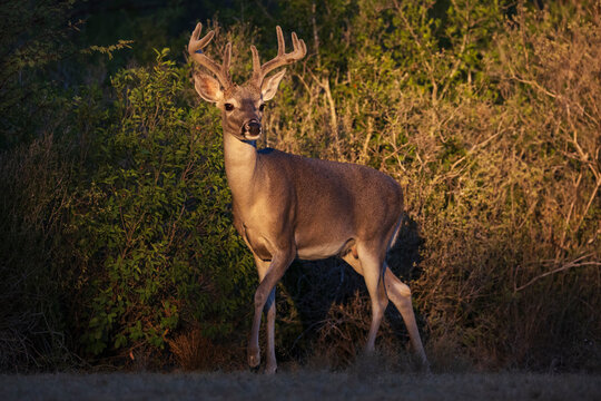 Buck with antlers standing alert near shrubbery in Texas Ranch