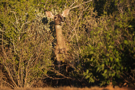 White-Tailed Deer Doe emerging from brush at santa clara Ranch