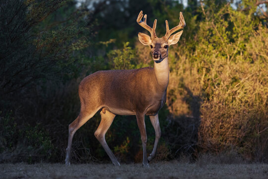 Deer buck with antlers at santa clara Ranch