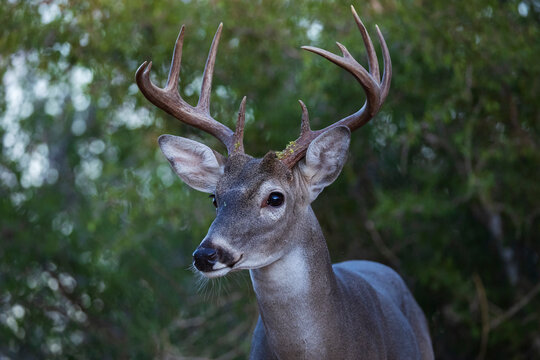 Portrait of a Buck with antlers at santa clara Ranch