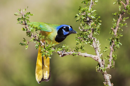 Green jay perched on branch at santa clara Ranch