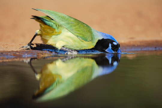 Green jay drinking water at Waterhole on Ranch in Texas USA
